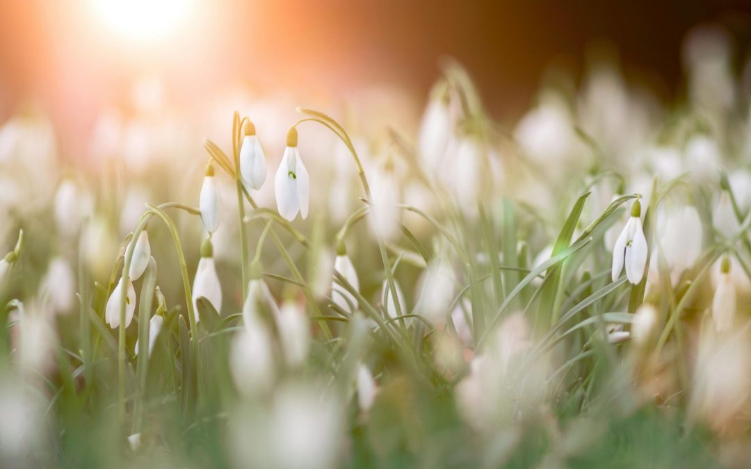 Spring Forward: Seasonal Affective Disorder